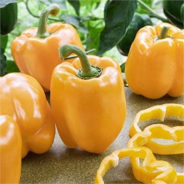 Перец сладкий Адмирал колчак F1 1719