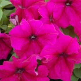 Петуния крупноцветковая 2374