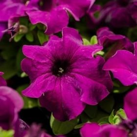 Петуния крупноцветковая 2372