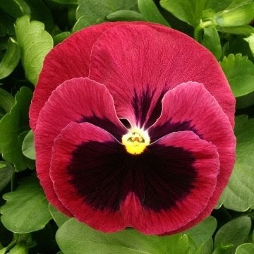 Виола кустовая крупноцветковая цветущая  2397