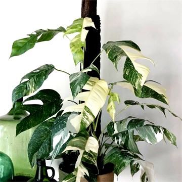 Эпипремнум пинатум вайт pinatum white 2442