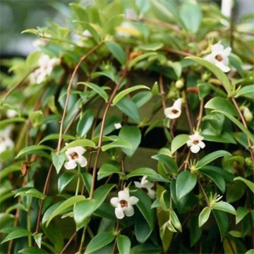 Кордоната 2480