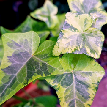 Плющ канареечный 2492