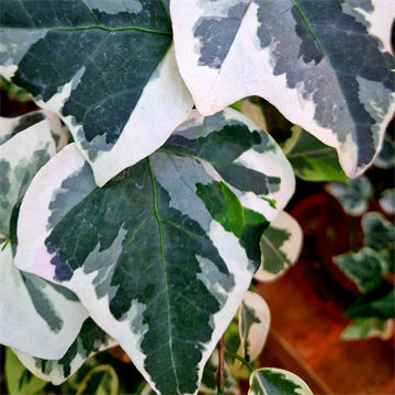 Плющ крупнолистовой 2493