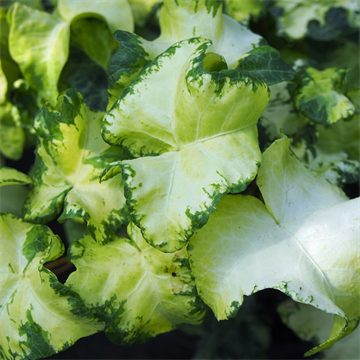 Плющ calico 2494