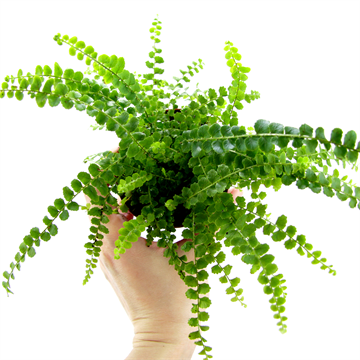 Папоротник нефролепсис Даффи duffy 2508