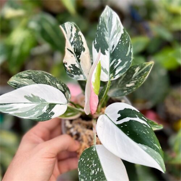 Филодендрон white princess 2509