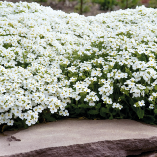 Арабис кавказский кэтвок вайт 2520