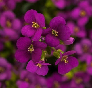 Арабис кавказский литтл треже Дип роуз 2522