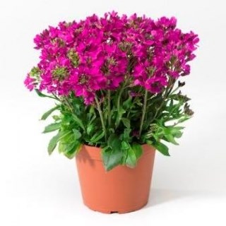 Арабис кавказский реснитчатый Роуз делайт f1 2523