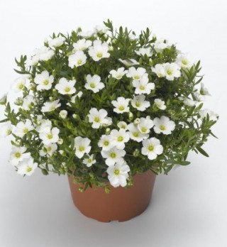 Аренария Монтана Близзард 2524