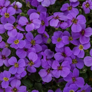 Аубреция (обриетта) гибридная 2525