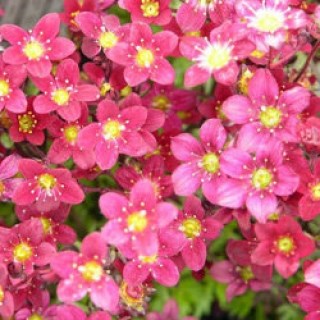 Камнеломка арендса хайлендер ред 2526