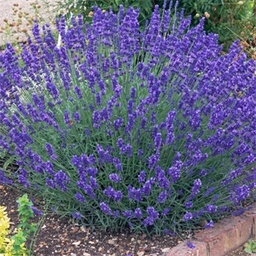 Лаванда Промис 2527