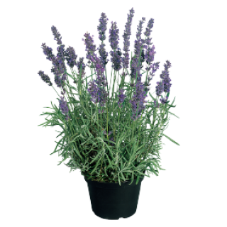 Лаванда хиткот блю 2530