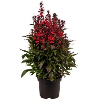 Лобелия огненная квин Виктория 2531