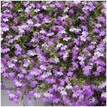Лобелия лиловый фонтан ампельная 2534