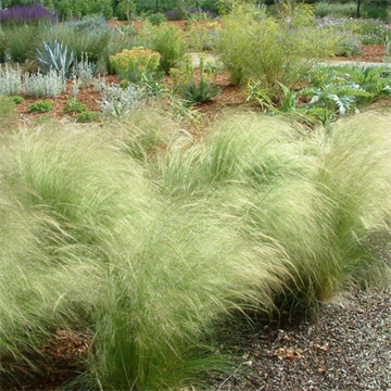 Ковыль крылья ангела 2536