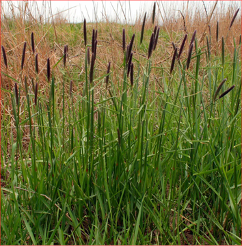 Лисохвост тростниковый 2539