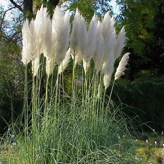 Кортадерия белая 2545