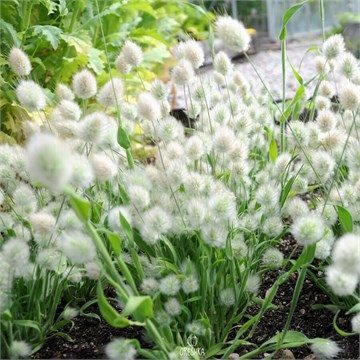 Ларгус заячий хвостик 2552