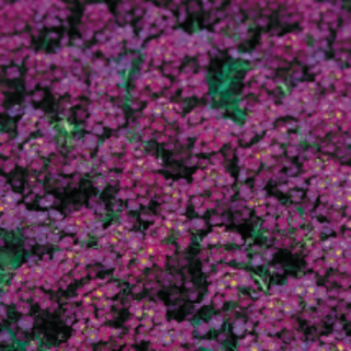 Алиссум вандерлэнд дип перпл 2553