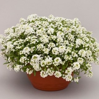 Алиссум норс фэйс вайт 2557