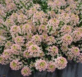 Алиссум свитти бронз 2558