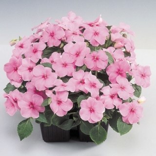 Бальзамин баланс пинк 2561