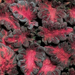 Колеус блэк дракон 2562