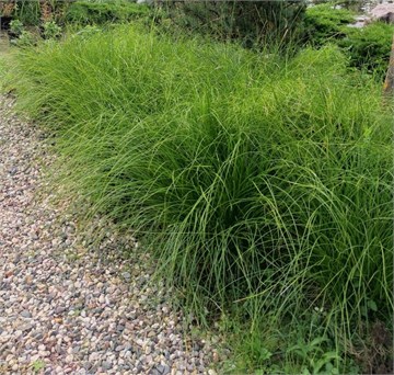 Осока лисовидная 2573