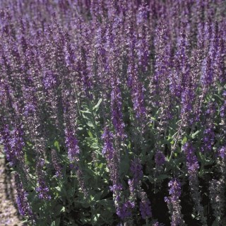 Шалфей дварф блю квин 2574