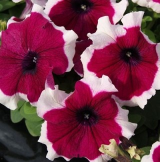 Петуния драже грандифлора лимбо джи пи бургунди пикотти 2580