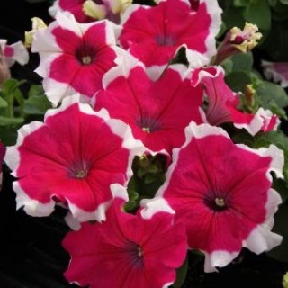 Петуния драже грандифлора лимбо джи пи роуз пикотти 2591