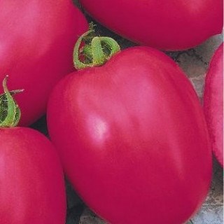 Томат Новичок розовый 2604