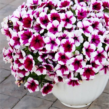 Sweetunia Hot Pink Touch 2646