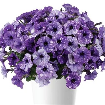 Splash dance moon walk 2647