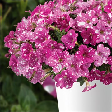 Splash dance fuchsia flamingo 2648