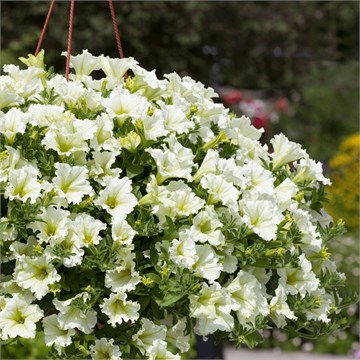 Cascadias hit of lime 2649