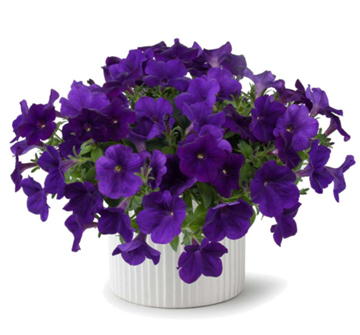 Cascadias indigo 2651