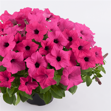 Сурфинья sumo rose 2653