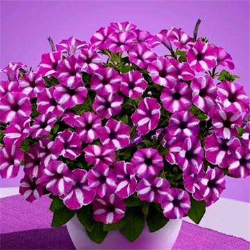 Петуния mini Vista raspberry star 2657