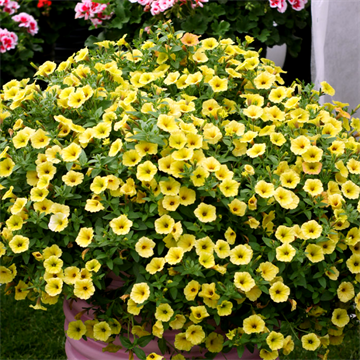 Петуния mini Vista yellow 2658