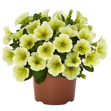 Петуния Potunia Yellow 2660