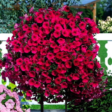 Петуния гигант тайдал red velour 2664