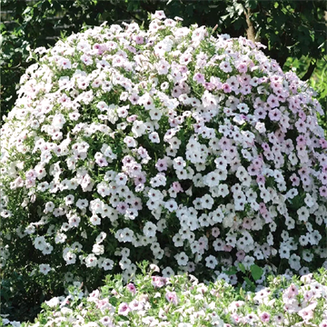 Петуния гигант тайдал silver 2665