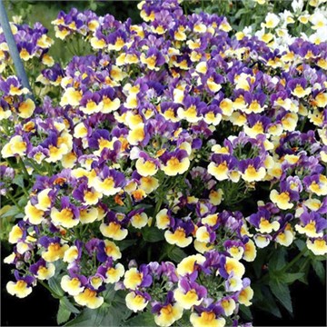 Немезия Aroma Plum and Custard 2666