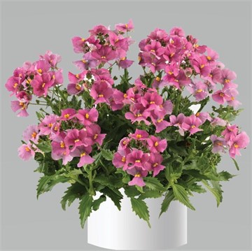 Немезия Spring Blush 2669