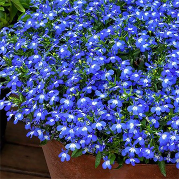 Лобелия Glow Electric Blue 2670