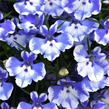 Лобелия Curacao blue bay 2671